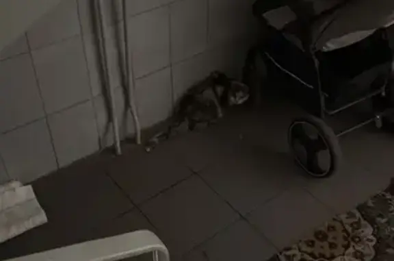 Найдена кошка, Московский, фото: Найдена кошка, 6, Московский