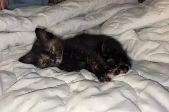 Пропала кошка, 6-я линия 2, Саратов