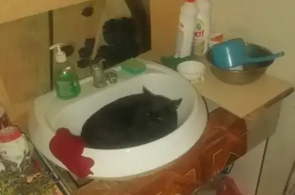 Пропала кошка, Томск, Рождественская ул.