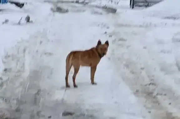 Найдена собака, Ленинградская область, фото: Собака найдена в Виллозском, Ленобласть