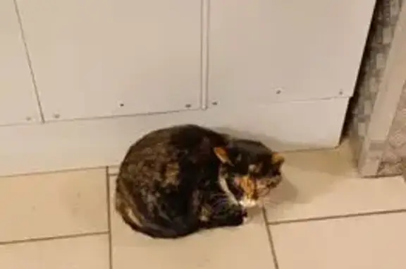 Найдена кошка, Ярославль, фото: Кошка найдена: ул. Железнодорожная, 9А