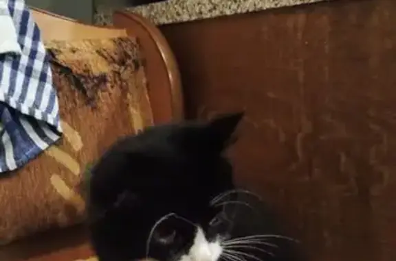 Кошка найдена на Гордеевской, 66, НН