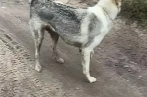 Найдена собака, Брянск, фото: Собака найдена: ул. Менжинского, 40, Брянск