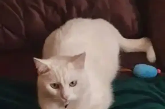 Пропала белая кошка, Желябова 1, Казань