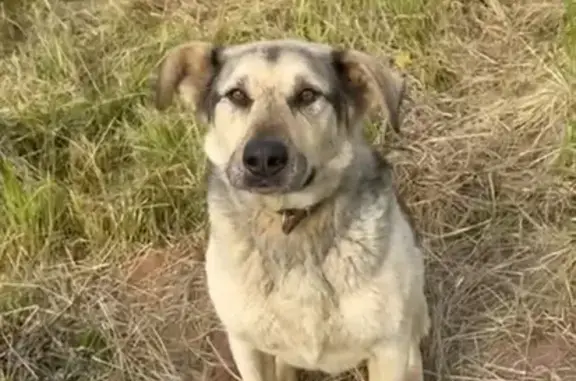 Пропала собака, снт Шульгинское-2