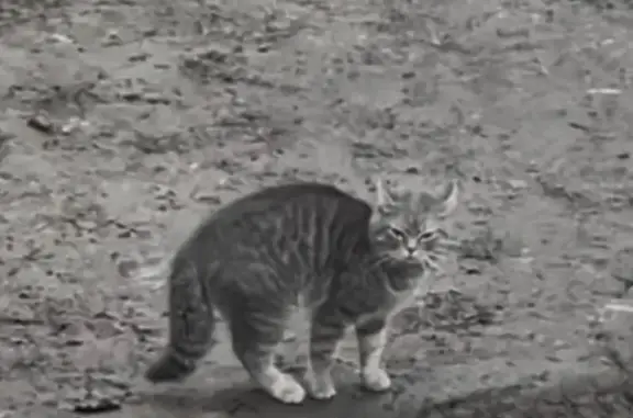 Пропала кошка, Звёздная ул., Липецк