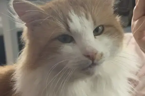 Пропала кошка, ул. Новостроек, Бабаево