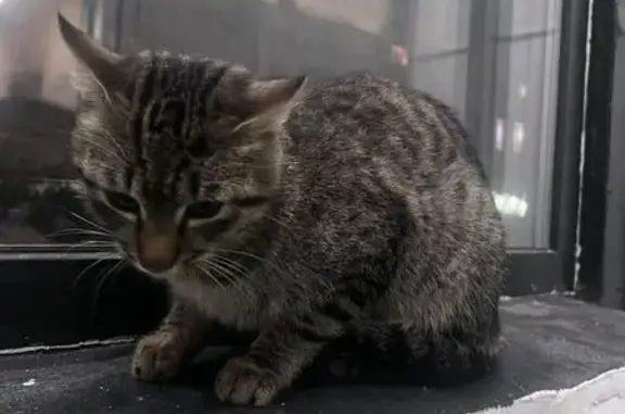 Найдена кошка, Москва, фото: Найден кот, ул. Миклухо-Маклая, 20, Москва