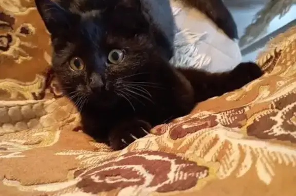 Кошки потеряшки, Нижний Новгород, фото: Потеряшка черный кот, Коллективная 7, НН