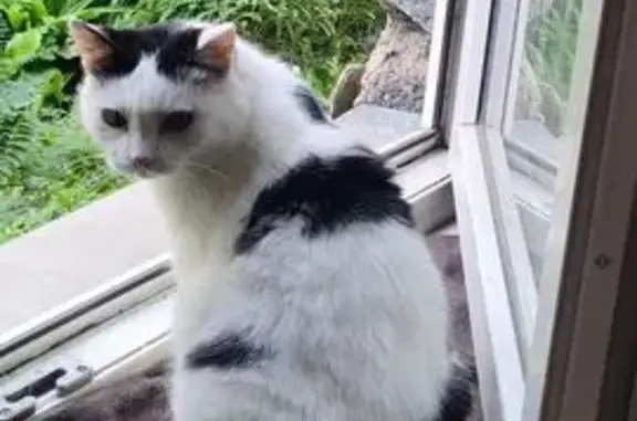 Пропала кошка на о. Татышев, Красноярск