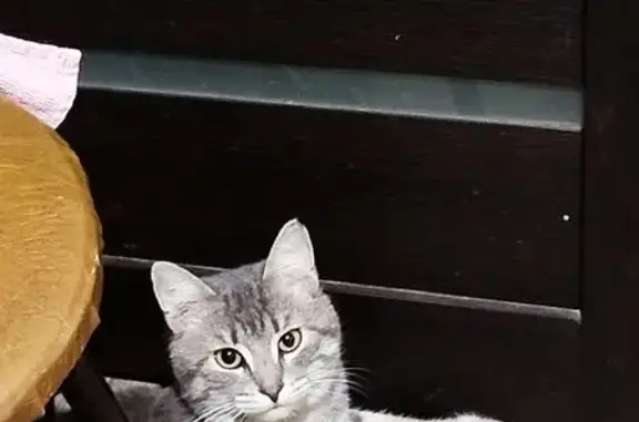 Пропала кошка Бруно, Депутатская 16А