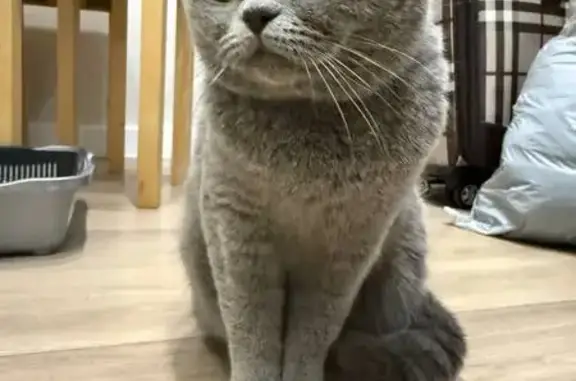 Найдена кошка, Москва, фото: Кошка найдена: Тюменский проезд, 3 к7