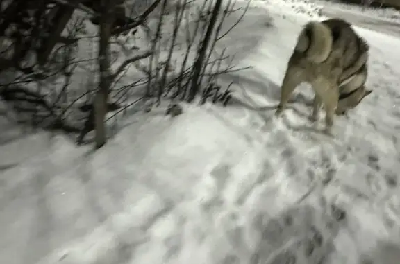 Найдена собака, Ханты-Мансийск, фото: Собака найдена: ул. Сирина, 56, Х-Мансийск