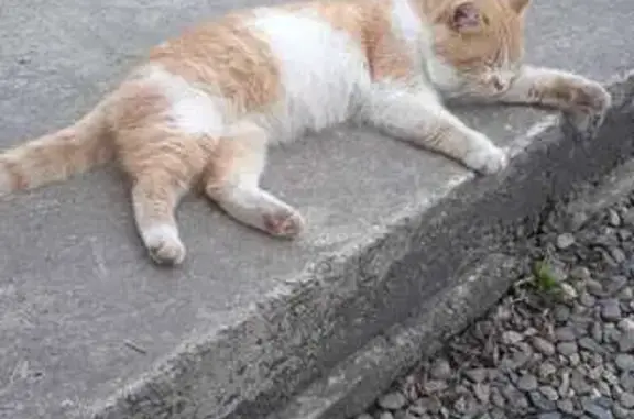 Котик пропал, Ханская, Делегатская 21