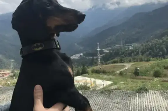 Собаки потеряшки, Ростов-на-Дону, фото: Потеряшка собака, ул. Жданова, 21 кБ, РнД