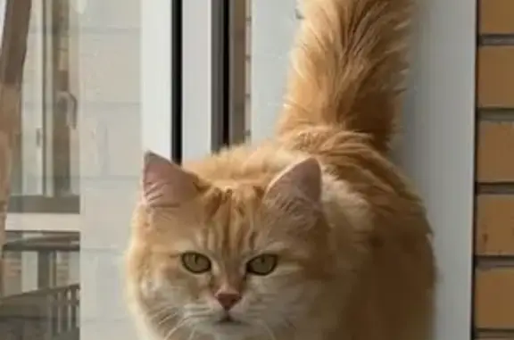 Пропала кошка, Кушелевский путепровод, СПб