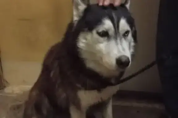 Найдена собака, Ростов-на-Дону, фото: Собака найдена: Коммунистический 30, РнД