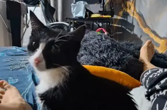 Найдена кошка, Ижевск, фото: Кошка найдена: Южная ул., 1, Ижевск