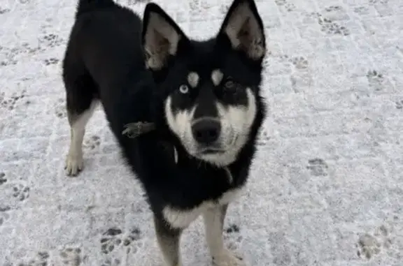 Найдена собака, Былово, фото: Метис хаски найден в Былово, 46Н-08858