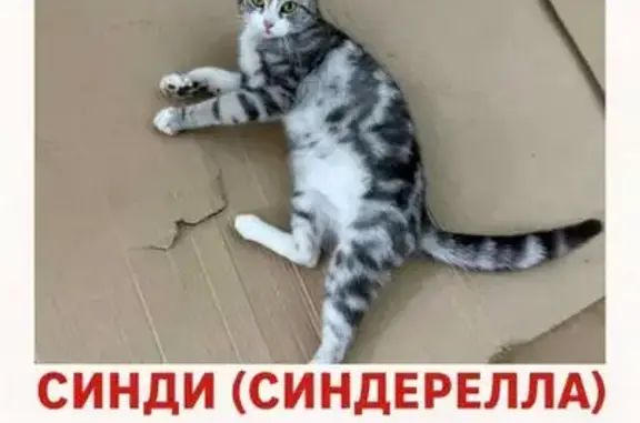 Пропала кошка на 2-й Перевозной, 81/19