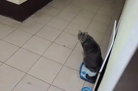 Найдена кошка, Краснодар, фото: Кошка найдена на ул. С. Есенина, 115, Краснодар