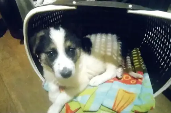 Пропала собака у школы, ул. Есенина, 13