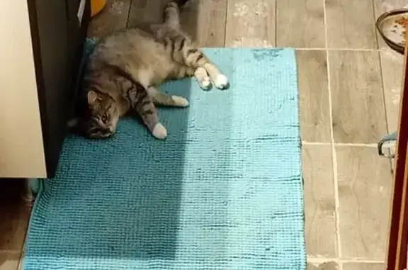 Пропала кошка, Васильковая ул., Тамбов