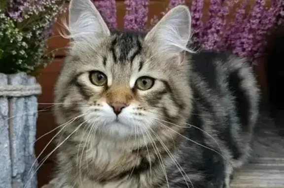 Пропала кошка на ул. Попова, Вел. Новгород
