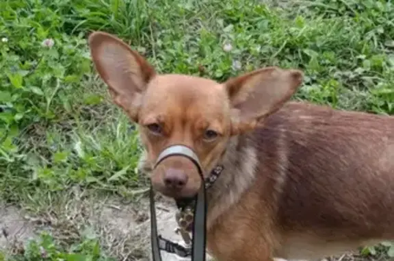 Пропала собака, Доманичи, Брянская обл.