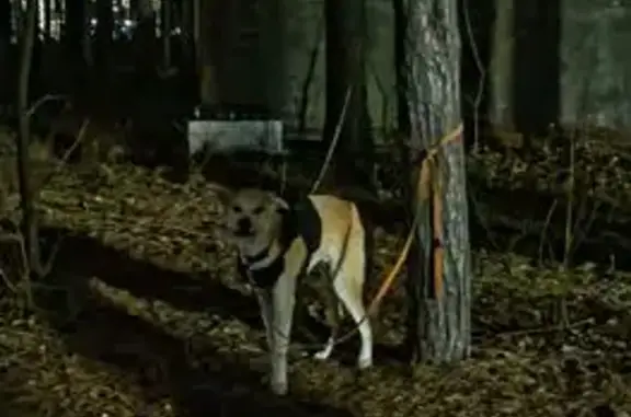 Найдена собака, Уфа, фото: Спокойная собака найдена: ул. Менделеева 160 к6