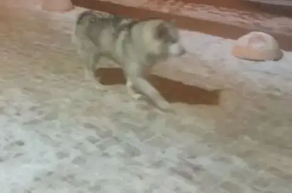 Найдена собака, Екатеринбург, фото: Собака найдена: Билимбаевская 27/1, Екб