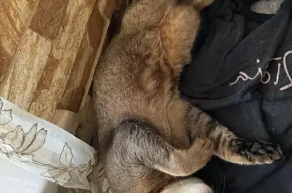 Пропала кошка Мелисса, Красноармейское шоссе