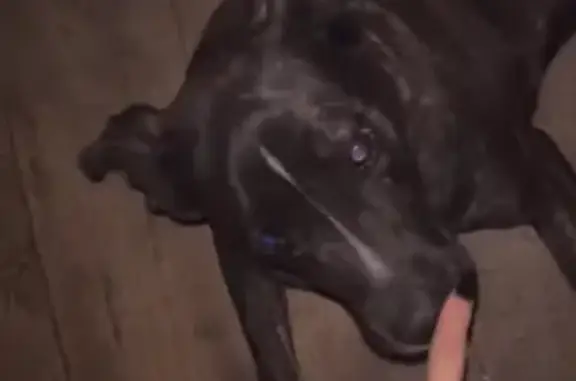 Пропала собака, Гродненская ул., Волгоград