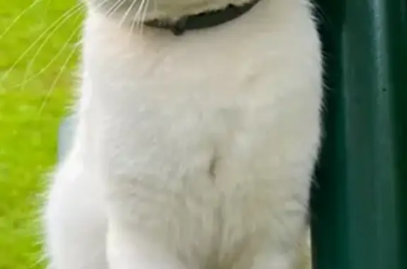 Пропала кошка, Динамовская ул., Видное