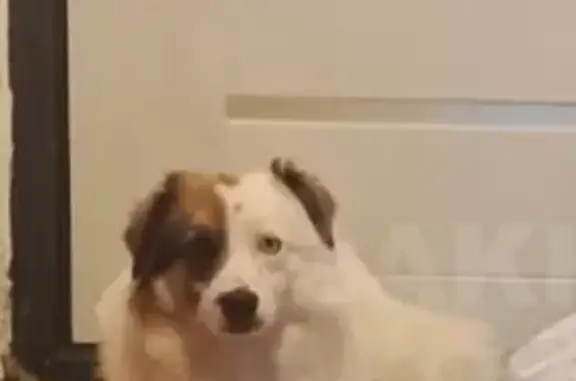 Собаки потеряшки, Южно-Сахалинск, фото: Потеряшка собака, пр. Победы 21, Южно-Сах.