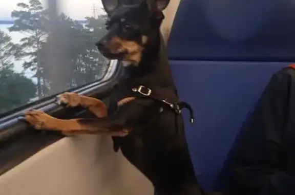 Пропала собака, Гусинобродское ш. 31/2