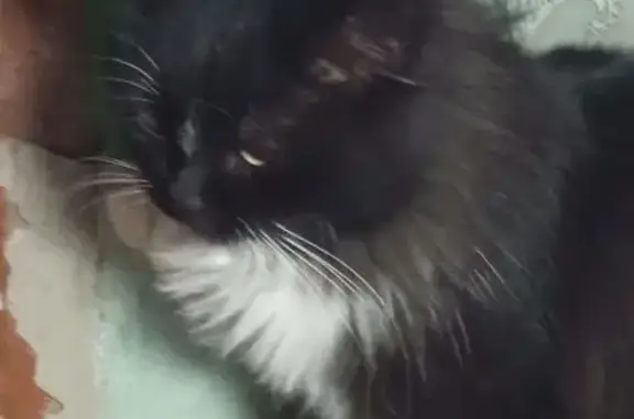 Найдена кошка, Талица, фото: Кошка найдена, ул. Кузнецова 11, Талица