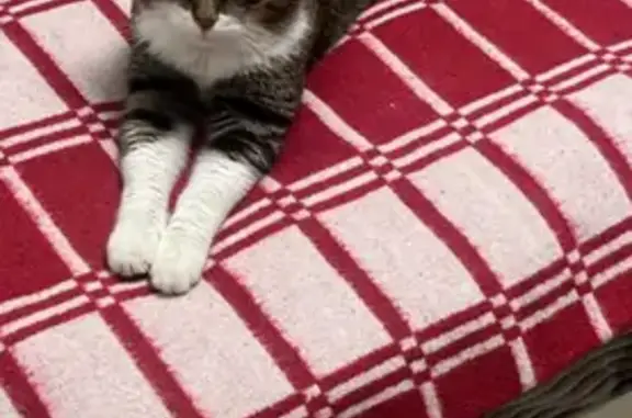 Кошки потеряшки, , фото: Потеряшка кошка, Бавлы, Татарстан