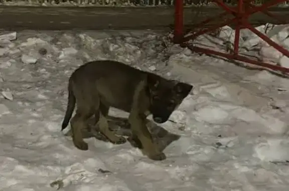Найдена собака, Улан-Удэ, фото: Собака найдена, пр. Строителей, Улан-Удэ