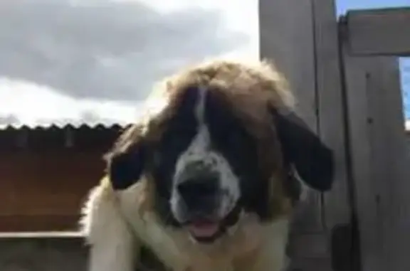 Пропала собака, Шихановская ул., Нижняя Тура