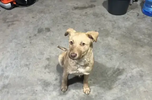 Найдена собака, городской округ Новочеркасск, фото: Щенок найден на ул. Добролюбова, 176