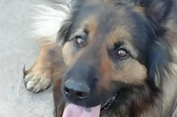 Пропала овчарка, Копейск, 32