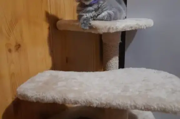 Пропала кошка, Фабричный пер., Песчанка