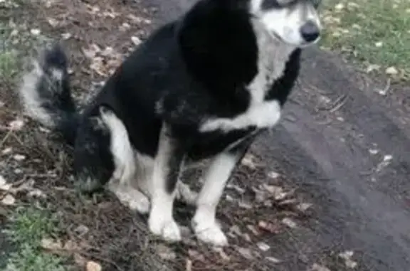 Пропала собака, 75К-581, Роза