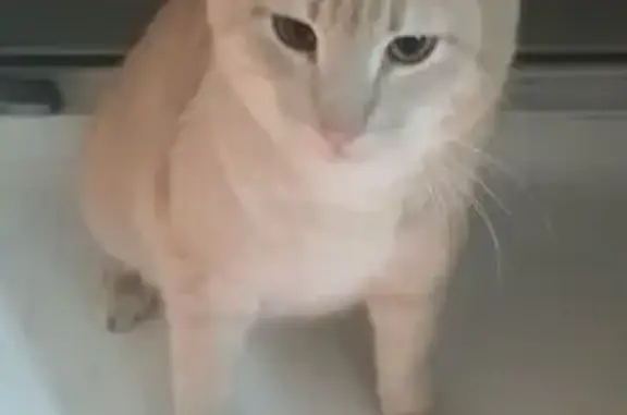 Пропала кошка, МО, 21-го, черный ошейник