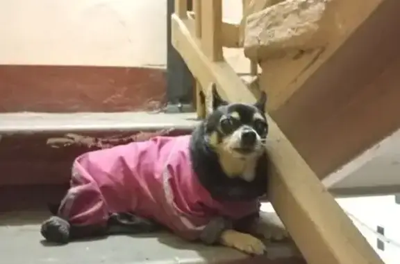 Найдена собака, Москва, фото: Собака найдена: ул. Шухова, 4, Москва