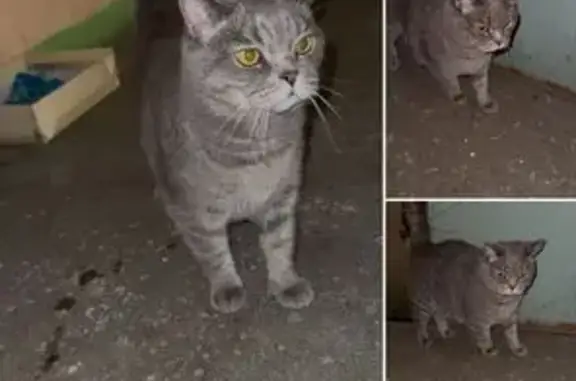 Найдена кошка, Казань, фото: Кошка найдена: Казань, Татарстан