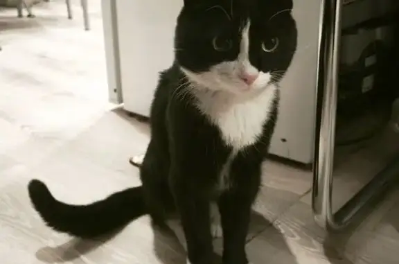 Найдена кошка, , фото: Чита: найдена черно-белая кошка