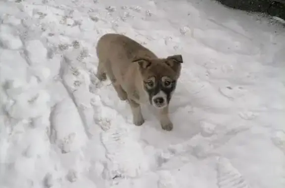 Найденные животные Новокузнецк, фото: Собака найдена: ул. Веры Соломиной, 41