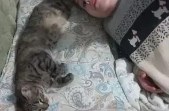 Пропала кошка Буся, Вознесенское, НО